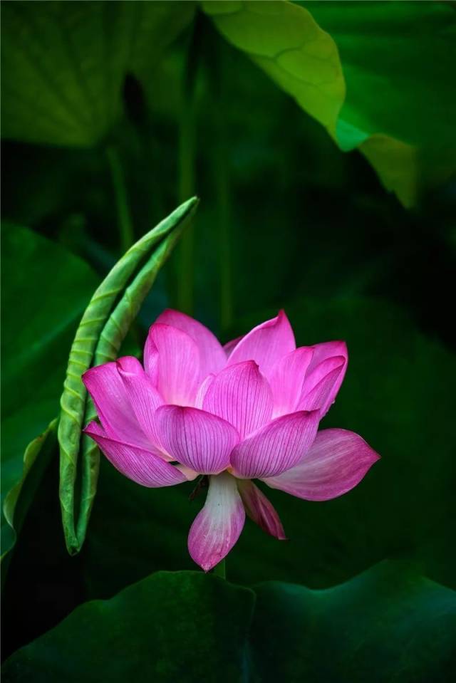 攀枝花新晋网红景点了解一下!没去过都不好意思在朋友圈打招呼