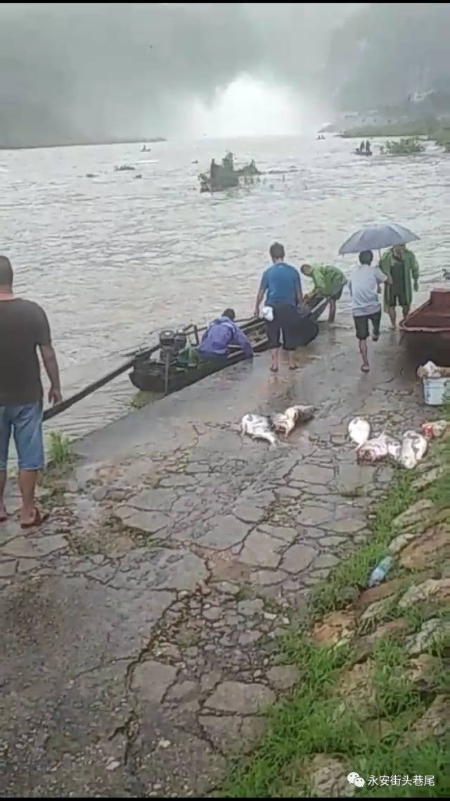 哇槽!永安朋友圈被安砂水库这个泄洪鱼鱼鱼刷屏掉