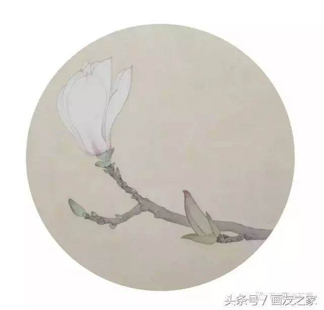 工笔荷花,牡丹,玉兰步骤画法,美美哒