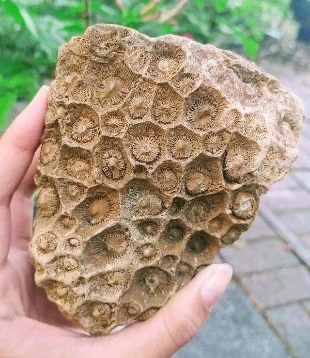 这是一大块珊瑚的化石
