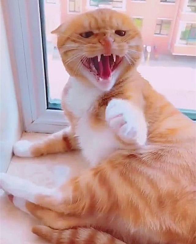 铲屎官亲近自家橘猫,被凶了回来,说好的小可爱呢?