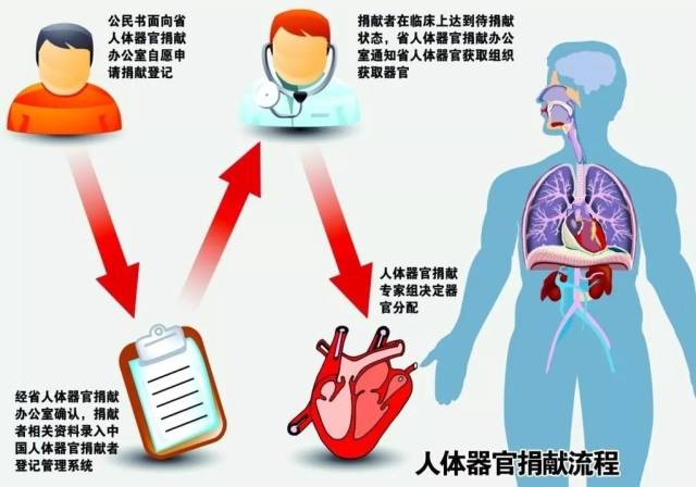 器官捐献日,揭秘器官买卖黑市你不知道的肮脏内幕