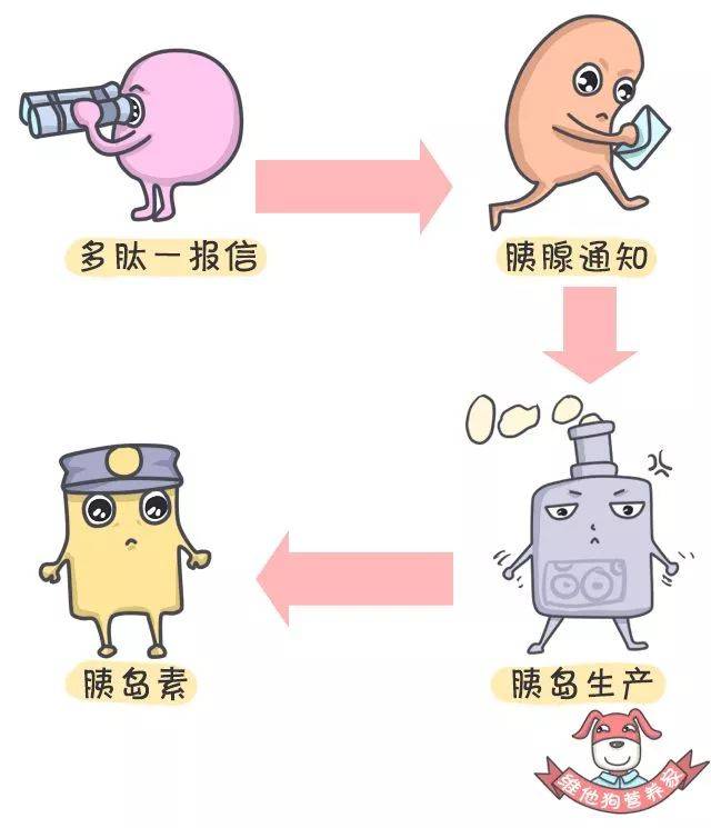 情形一:多肽一不工作 胰腺生产胰岛素,是受身体激素水平调节来安排