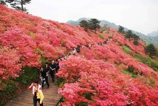 井冈山国际杜鹃节