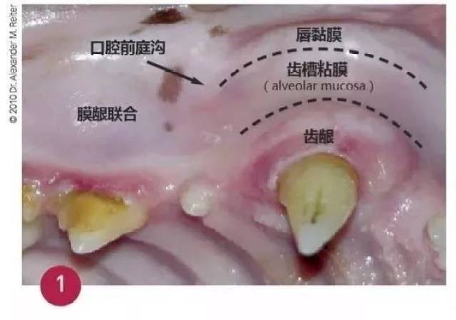 口炎,超出你想像的可怕!