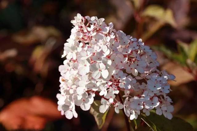 花几乎全为无性花,花瓣状萼片看上去像绣球花的花瓣,其实萼片中间才是