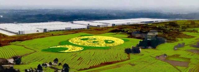 成都双流空港花田火火火了!赏花看飞机两不误!