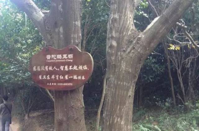中国普陀山的普陀鹅耳枥