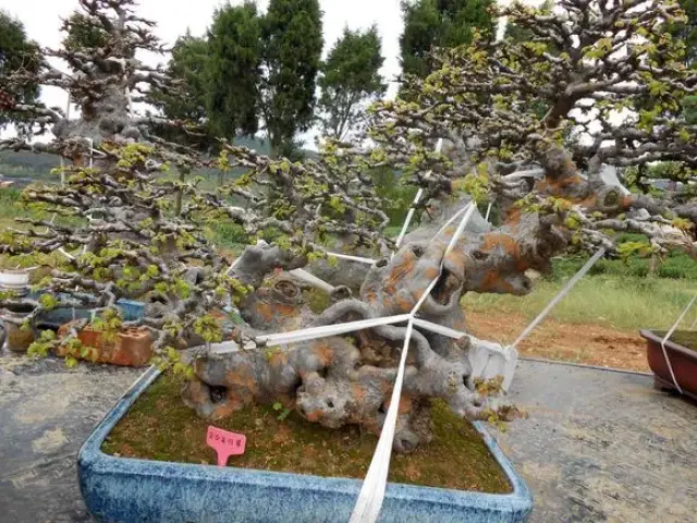 小叶榔榆,花皮榆,榆树,榉树的区别辨识之我见图片