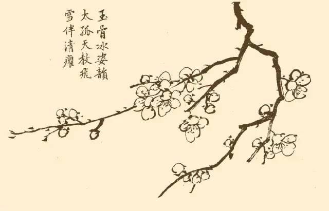 100幅白描梅花,练笔用