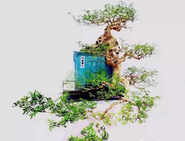 捞月式盆景赏析,上九天揽月