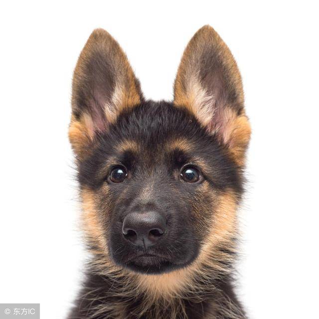 狗狗的名字,体现了不同类型的主人,你是二货型