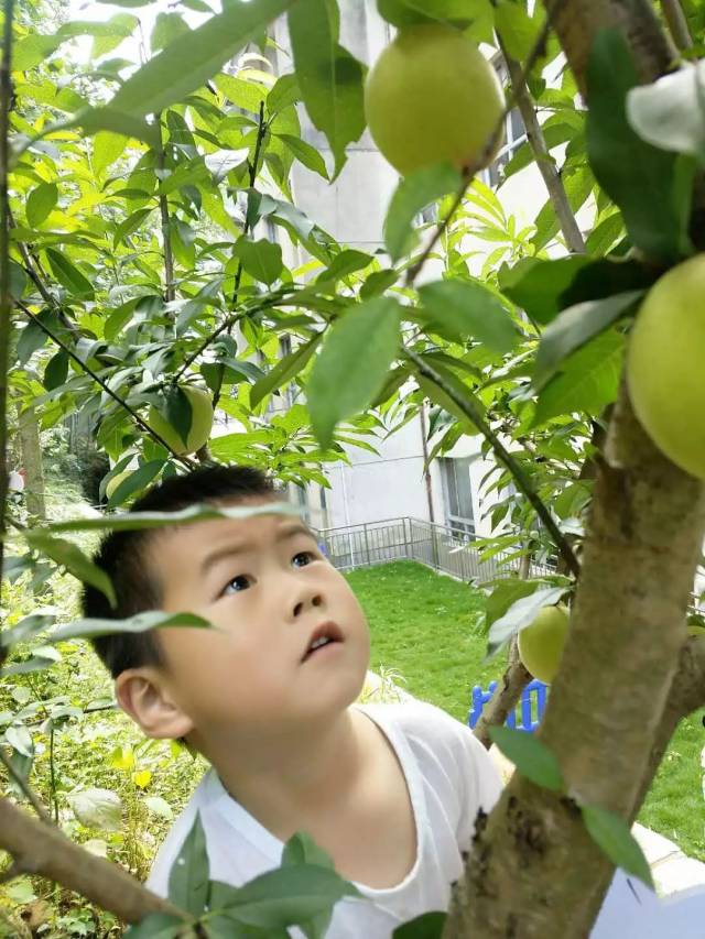 幼儿园的桃子熟啦!