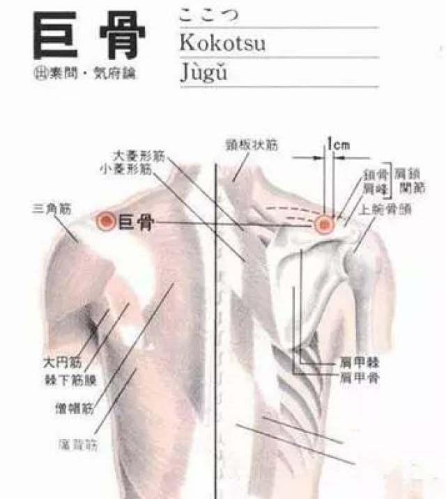 定位:在肩上部,当锁骨肩峰端与肩胛冈之间凹陷处.