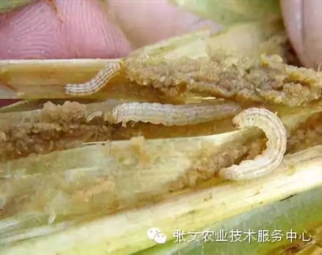 成虫3,三化螟三化螟为害造成枯心苗,苗期,分蘖期幼虫啃食心叶,心叶