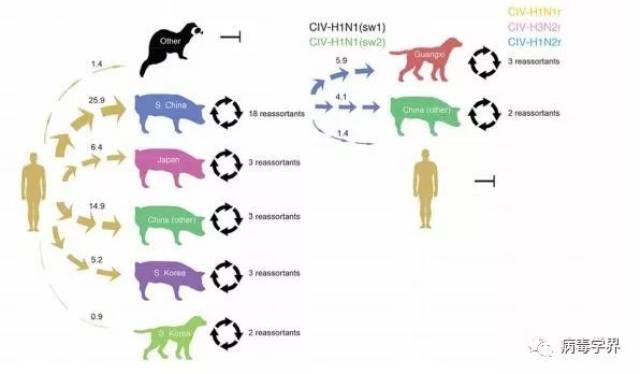 此外,研究还表明猪源h1n1病毒在犬科动物中传播,并与在亚洲犬中特有的