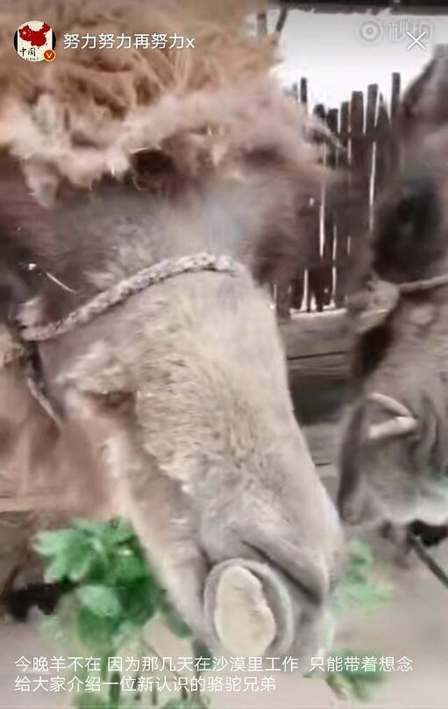 除了尖嘴动物,张艺兴对待其他小动物的态度粉丝都吃醋