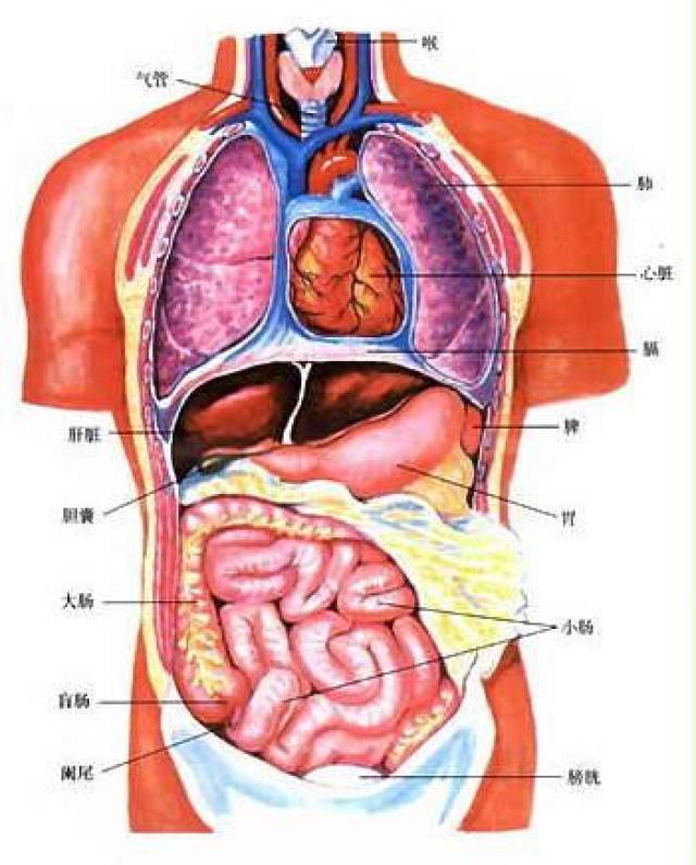 人体内器官分布图及解说