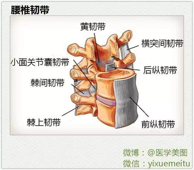 教学好素材:人体局部解剖大全.