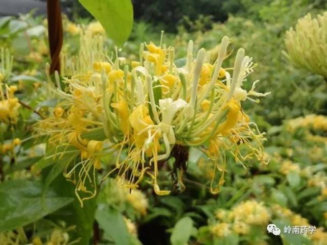 另外, 断肠草(钩吻)为藤本植物,在生长过程中,可能会与 五指毛桃(桑科