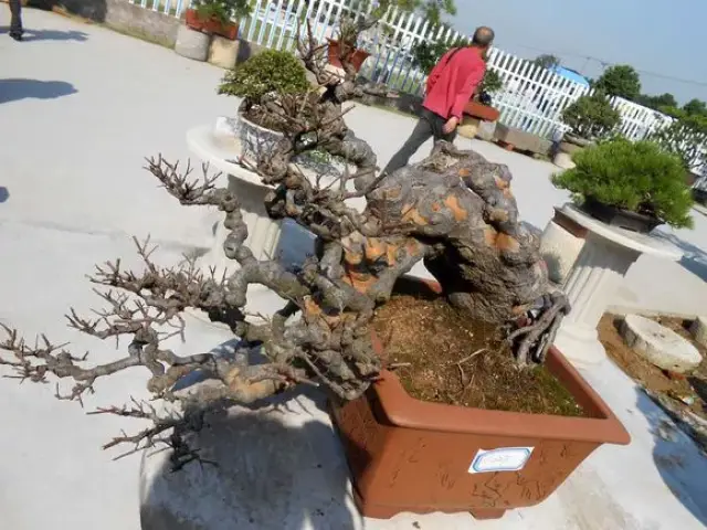 小叶榔榆,花皮榆,榆树,榉树的区别辨识之我见图片