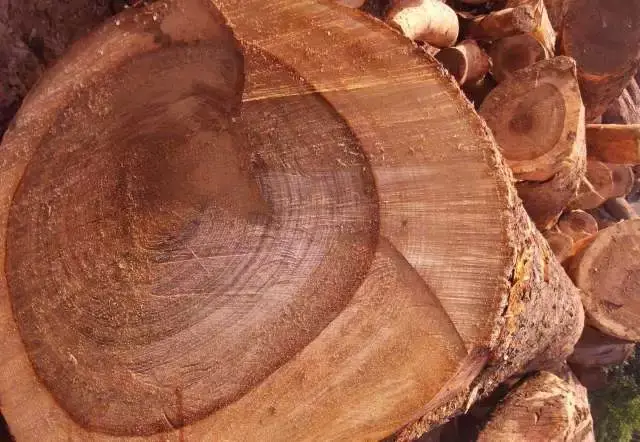 第六种:香樟木