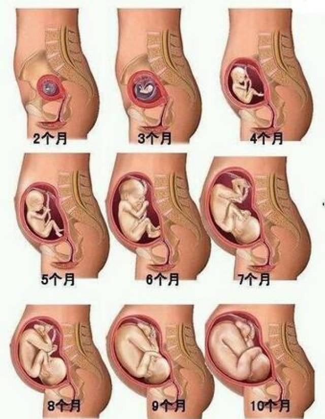 孕妈妈你知道 在怀孕头三个月胎儿是什么样的吗?