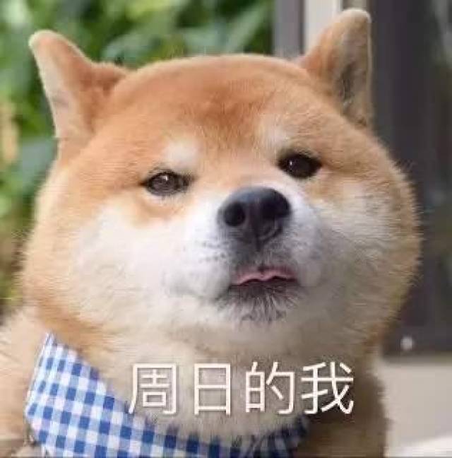一周七天狗表情包:周一的我,周二的我,周三的我…周六的我-搞笑频道