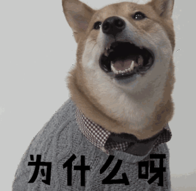 狗狗也是重视外表的动物,毛发对于狗狗来说是非常重要的存在.