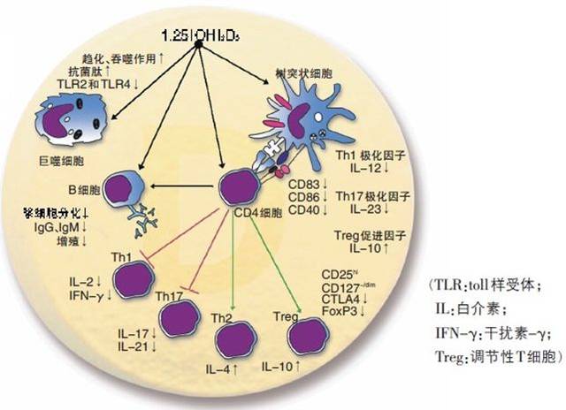 维生素d可不是只能预防佝偻病,它的作用远比你想的要多!