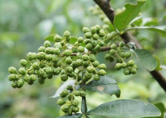 四川自贡花椒厂起火!花椒有什么用处?