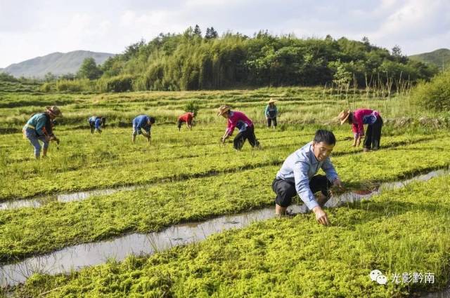 布依族农民党员许绍龙探索利用野生海花草进行人工嫁植繁殖成功