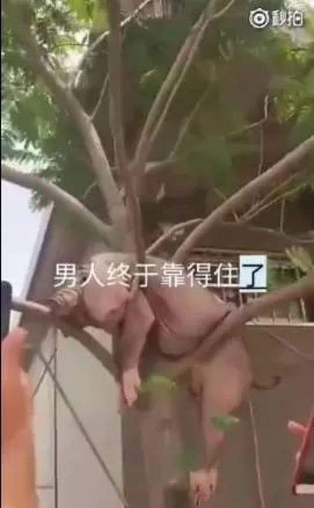 男人靠得住猪都会上树?这头猪真的被挂在树上下不来了