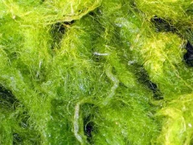 淡水常见藻类大致分为,蓝藻门,裸藻门,金藻门,甲藻门,隐藻门,硅藻门