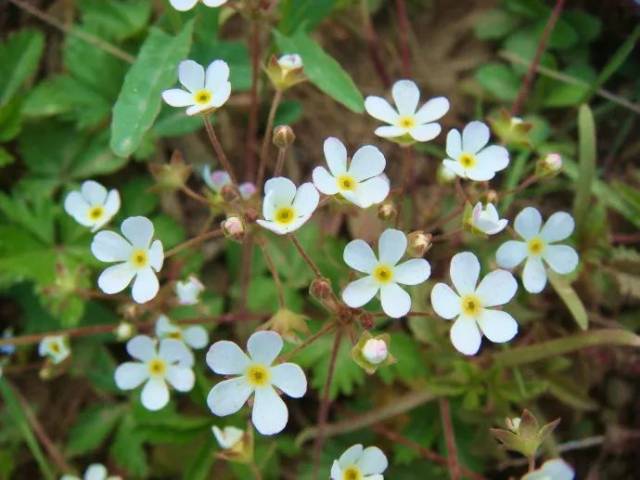 这些儿时常见的野花野草你知道它们的名字吗