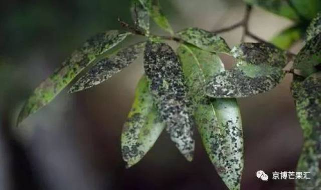 芒果煤烟病防治方法,你不容错过的讲解