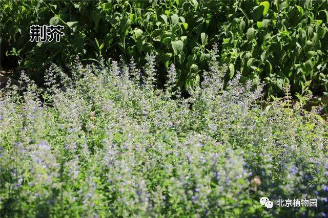 宿根花卉园进入盛花期,快来欣赏!