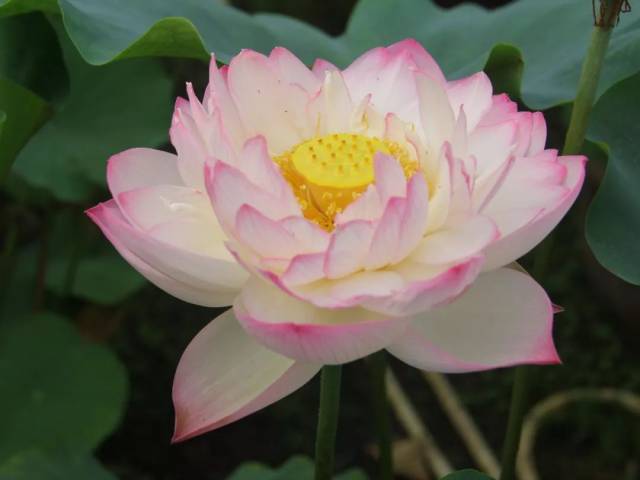 这是牡丹吗?六百多款荷花争艳,超美的西湖红莲你见过没?