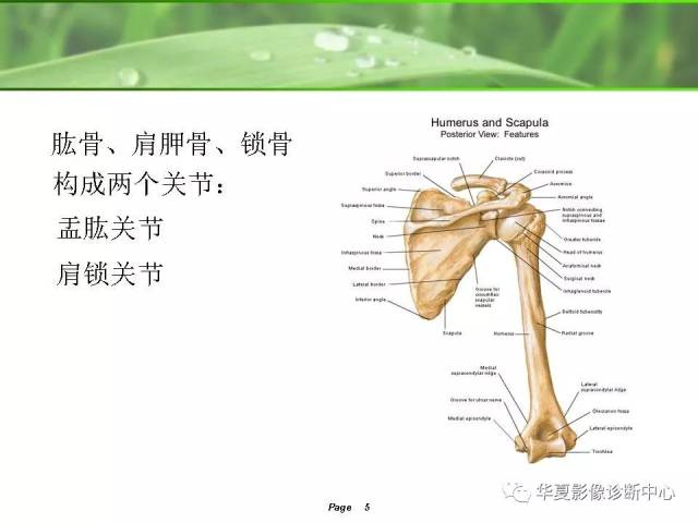 肩关节解剖及常见病变的mri诊断