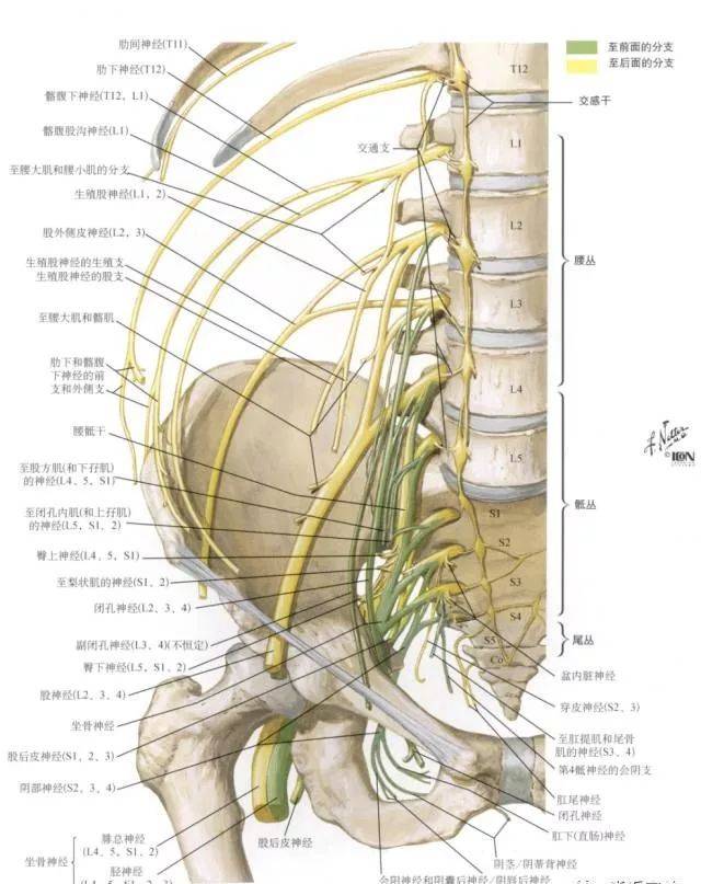 腰丛位于腰大肌深面,分支包括髂腹下神经,髂腹股沟神经,生殖股神经,股