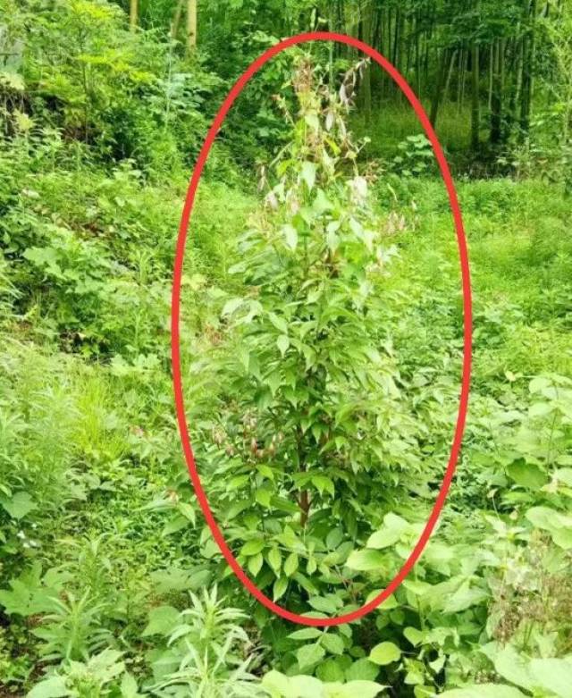 一些藤蔓植物,如葛藤,被称为"生态杀手",危害性很大,其匍匐茎生长蔓延