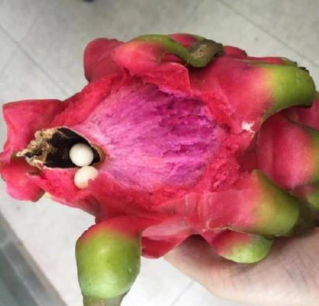 火龙果的造型可谓世界上最酷的水果之一,味道像猕猴桃,梨,西瓜的乱伦