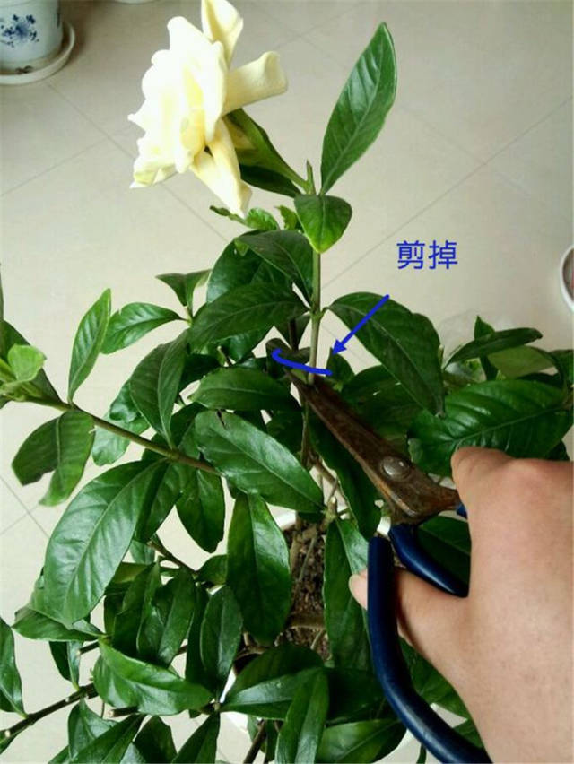 栀子花开花后,这些枝条不能剪,否则当年很难再现花