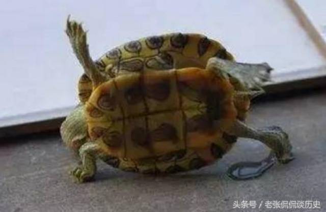 当作宠物.乌龟最难的就是翻身.乌龟最怕老鼠.