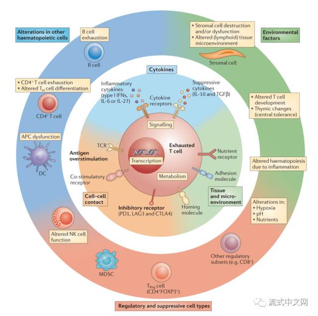 cd4   t细胞辅助能力 感染持续时间 耗竭的t细胞群体是异质性的,主要
