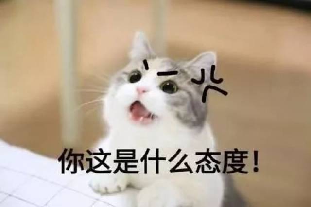 孩子爱揪猫咪的尾巴,是有暴力倾向?