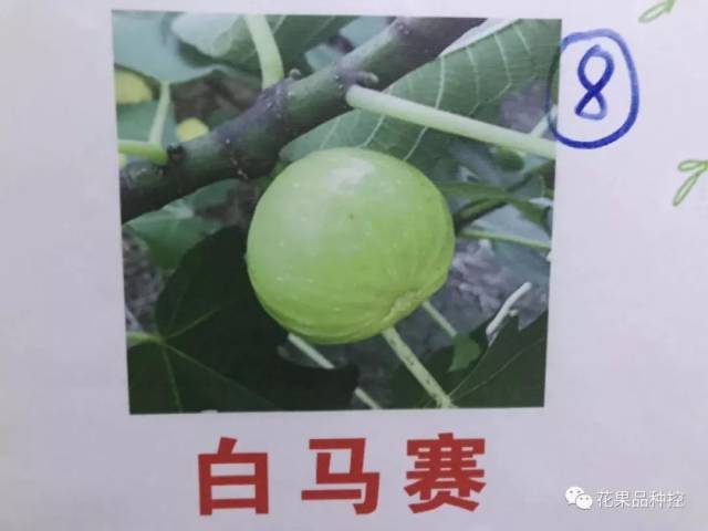 月季迷品种控7个品种无花果开团啦好看又好吃