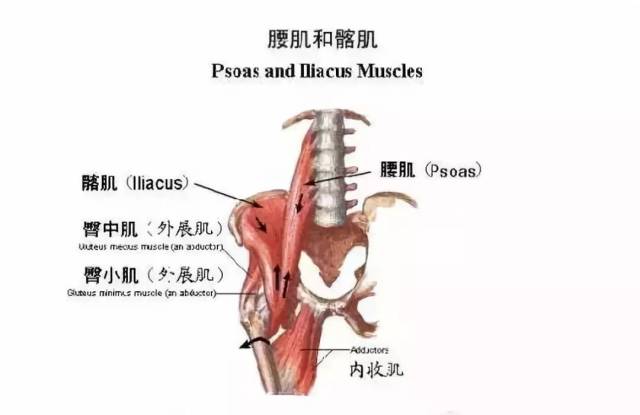 提升跑步能力, 加强“髋部力量”为重中之重