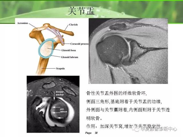 肩关节解剖及常见病变的mri诊断