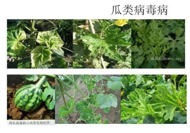 蔬菜病虫害高清图谱(收藏版)